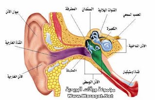 الحواس البصر والسمع by mohamad alyan - Ourboox.com