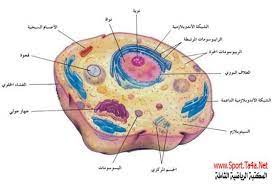 Get to know the human body :) by mona hafez - Illustrated by منى عاصلة - Ourboox.com