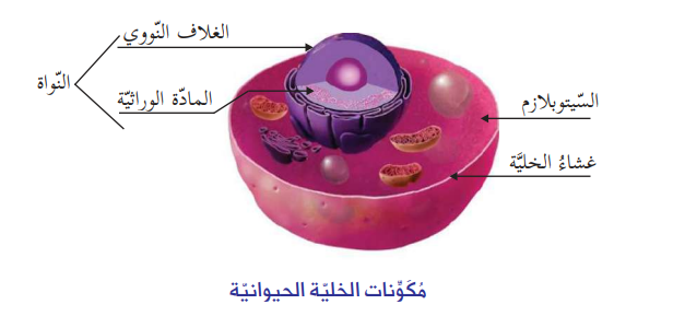 الخلية في الكائنات الحية by saeed abbasi - Illustrated by ايالة طوطح / سعيد العباسي/هبة بيضون  - Ourboox.com