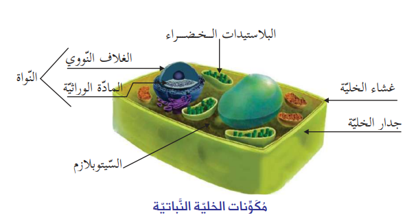 الخلية في الكائنات الحية by saeed abbasi - Illustrated by ايالة طوطح / سعيد العباسي/هبة بيضون  - Ourboox.com