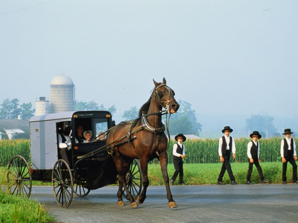 the Amish by talya dimri - Ourboox.com