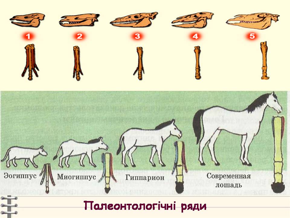 Еволюція 9 клас by Pidgorodetska Olena - Ourboox.com