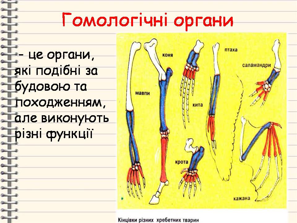 Еволюція 9 клас by Pidgorodetska Olena - Ourboox.com