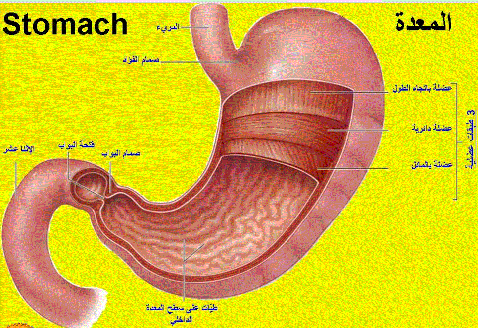 الجهاز الهضمي by nur amasha - Ourboox.com