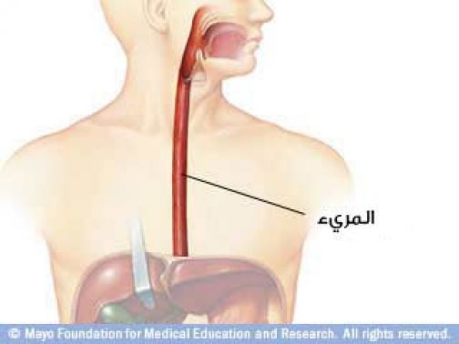 الجهاز الهضمي by nur amasha - Ourboox.com